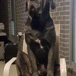 Adopt a dog:Neapolitan Mastiff puppies 9 weeks old and 2 boys and 2 girls /Neapolitan Mastiff//Younger Than Six Months,** 2 boys and 2 girls are still available**9 x beautiful Neapolitan Mastiff puppies5 boys and 4 girls.Mum is Blue Brindle and Dad is blue. Both parents a great family pets and protectors.Both parents were purchased as pure breeds but do not have pedigree papers.All puppies are Blue with minimal brindle markings.Puppies have been raised on a premium dog food and wormed every 2 weeks since birth.They come vet checked, vaccinated and microchipped.991003001343838991003001343839991003001343840991003001343841991003001343842991003001343843991003001343844991003001343845991003001343846The Neapolitan Mastiff was developed in southern Italy as a family and guard dog. Today this massive breed is known as a gentle giant.Neapolitan Mastiffs may not be the best choice for novice dog parents or apartment dwellers. Their massive size means they need space and confident training to thrive. However, if you can handle their needs and a bit of drool, you’ll find an affectionate, loyal companion who loves the whole family!While their appearance is unnerving, looks are deceiving. The Neo, as they're often nicknamed, has a reputation for being an affectionate 80kg lapdog. This is a constant guardian with an intimidating stare that they direct toward strangers, but they're far from being a fighting dog. Steady and loyal, their primary goal is to be with their people. They'll defend them with ferocity if need be, but they're typically not aggressive without reason.These little puppies will make a perfect companion for any family.Register breeder number: RPBA 1274