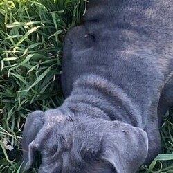 Neapolitan Mastiff puppies 8 weeks old and ready to go./Neapolitan Mastiff//Younger Than Six Months,9 x beautiful Neapolitan Mastiff puppies5 boys and 4 girls.Mum is Blue Brindle and Dad is blue. Both parents a great family pets and protectors.Both parents were purchased as pure breeds but do not have pedigree papers.All puppies are Blue with minimal brindle markings.Puppies have been raised on a premium dog food and wormed every 2 weeks since birth.They come vet checked, vaccinated and microchipped.991003001343838991003001343839991003001343840991003001343841991003001343842991003001343843991003001343844991003001343845991003001343846The Neapolitan Mastiff was developed in southern Italy as a family and guard dog. Today this massive breed is known as a gentle giant.Neapolitan Mastiffs may not be the best choice for novice dog parents or apartment dwellers. Their massive size means they need space and confident training to thrive. However, if you can handle their needs and a bit of drool, you’ll find an affectionate, loyal companion who loves the whole family!While their appearance is unnerving, looks are deceiving. The Neo, as they're often nicknamed, has a reputation for being an affectionate 80kg lapdog. This is a constant guardian with an intimidating stare that they direct toward strangers, but they're far from being a fighting dog. Steady and loyal, their primary goal is to be with their people. They'll defend them with ferocity if need be, but they're typically not aggressive without reason.These little puppies will make a perfect companion for any family.Register breeder number: RPBA 1274