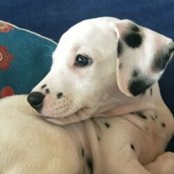 Dalmatian Puppies/Dalmatian//Younger Than Six Months,We have 4 Purebred Dalmatian female puppies available ready for their forever new homes now. BIN0001399589476We are Fully Accredited and Vet Audited Dog Breeders in accordance with the requirements in the Code of Practice for the Operation of Breeding and Rearing Businesses (Revision 1) Noosa Shire Council Registered Number AAP20/0008.Responsible Pet Breeder Australia Member 1643. Orivet Member 49141Our dogs are part of the family and we are fortunate enough to have time and space here to breed the occasional litter. The pups are played with by our grandchildren and enjoy the experience of being involved in daily life. We own both parent dogs and are here for you to meet.Both parents have had full DNA profiles completed which were conducted by our Vet through Orivet and available for viewing.Our pups come with a Breeder Declaration and Guarantee, Full Health and Hearing test completed at 6 weeks of age and Microchip.Both parents were obtained from Fully Accredited Breeders and have awesome temperaments and health, making these pups a great choice for a family dog.Girls- 2 Black Spot 2 Chocolate SpotOther pups in the litter sold to people on our waiting listWe will only sell our pups to genuine forever homes; people who can establish they understand the commitment a new dog will bring.We also offer a puppy care package, desexing voucher and ongoing support once your pup goes home. While many people may be working from home and have time now, please bear in mind a young dog of any breed requires training and long-term commitment.Pups are wormed at 2, 4, 6 and 8 wks of age.Strict Biosecurity is in place to protect our puppies and with the recent Covid situation safe distancing measures are in place here to protect us.You are welcome to call or SMS us but we will not rely on emails as we like to speak with potential new owners. Our puppies are special to us and we are careful about choosing homes for them. Once we have established suitability, we can send more pictures of individual puppies and keep you updated as they grow.While our dogs come from Pedigree Dalmatians, we will only sell our pups to families as pets, as we believe this is the best long-term life for any dog.