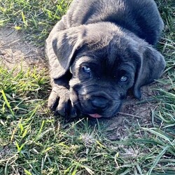 Neapolitan Mastiff puppies 8 weeks old and ready to go./Neapolitan Mastiff//Younger Than Six Months,9 x beautiful Neapolitan Mastiff puppies5 boys and 4 girls.Mum is Blue Brindle and Dad is blue. Both parents a great family pets and protectors.Both parents were purchased as pure breeds but do not have pedigree papers.All puppies are Blue with minimal brindle markings.Puppies have been raised on a premium dog food and wormed every 2 weeks since birth.They come vet checked, vaccinated and microchipped.991003001343838991003001343839991003001343840991003001343841991003001343842991003001343843991003001343844991003001343845991003001343846The Neapolitan Mastiff was developed in southern Italy as a family and guard dog. Today this massive breed is known as a gentle giant.Neapolitan Mastiffs may not be the best choice for novice dog parents or apartment dwellers. Their massive size means they need space and confident training to thrive. However, if you can handle their needs and a bit of drool, you’ll find an affectionate, loyal companion who loves the whole family!While their appearance is unnerving, looks are deceiving. The Neo, as they're often nicknamed, has a reputation for being an affectionate 80kg lapdog. This is a constant guardian with an intimidating stare that they direct toward strangers, but they're far from being a fighting dog. Steady and loyal, their primary goal is to be with their people. They'll defend them with ferocity if need be, but they're typically not aggressive without reason.These little puppies will make a perfect companion for any family.Register breeder number: RPBA 1274