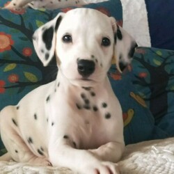 Dalmatian Puppies/Dalmatian//Younger Than Six Months,We have 4 Purebred Dalmatian female puppies available ready for their forever new homes now. BIN0001399589476We are Fully Accredited and Vet Audited Dog Breeders in accordance with the requirements in the Code of Practice for the Operation of Breeding and Rearing Businesses (Revision 1) Noosa Shire Council Registered Number AAP20/0008.Responsible Pet Breeder Australia Member 1643. Orivet Member 49141Our dogs are part of the family and we are fortunate enough to have time and space here to breed the occasional litter. The pups are played with by our grandchildren and enjoy the experience of being involved in daily life. We own both parent dogs and are here for you to meet.Both parents have had full DNA profiles completed which were conducted by our Vet through Orivet and available for viewing.Our pups come with a Breeder Declaration and Guarantee, Full Health and Hearing test completed at 6 weeks of age and Microchip.Both parents were obtained from Fully Accredited Breeders and have awesome temperaments and health, making these pups a great choice for a family dog.Girls- 2 Black Spot 2 Chocolate SpotOther pups in the litter sold to people on our waiting listWe will only sell our pups to genuine forever homes; people who can establish they understand the commitment a new dog will bring.We also offer a puppy care package, desexing voucher and ongoing support once your pup goes home. While many people may be working from home and have time now, please bear in mind a young dog of any breed requires training and long-term commitment.Pups are wormed at 2, 4, 6 and 8 wks of age.Strict Biosecurity is in place to protect our puppies and with the recent Covid situation safe distancing measures are in place here to protect us.You are welcome to call or SMS us but we will not rely on emails as we like to speak with potential new owners. Our puppies are special to us and we are careful about choosing homes for them. Once we have established suitability, we can send more pictures of individual puppies and keep you updated as they grow.While our dogs come from Pedigree Dalmatians, we will only sell our pups to families as pets, as we believe this is the best long-term life for any dog.