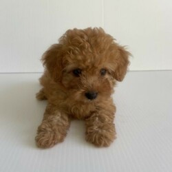 Toy mini red cavoodles///Younger Than Six Months,We have 5 beautiful Toy Cavoodle Puppies left for sale. We have only 2 females and 3 Males available. The Cavoodle is a lovely, smart and playful breed, they are great with Kids. This breed is very clever and picks up on training very quickly. Our Puppies are Vet health checked, microchipped and vaccinated with a health record booklet. The puppies are also medicated with Drontal against worms etc. The puppies are over 8 weeks old and are ready to go to their new homes.For any inquiries please call or txt ******9847 REVEAL_DETAILS Breeder identification number: BIN0006247927260RPBA: 2884Breeder organisation.