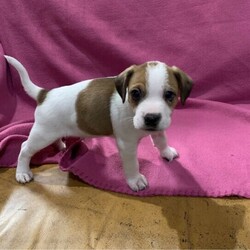 Jack russell puppies/Jack Russell Terrier//Younger Than Six Months,Beautiful jack russell puppies, really friendly and will brighten up your day.Amazing temperment and both parents are Good with other animalsMicrochipped, vet checked, vaccinated, wormedRegistered breeders NCPI:9002502