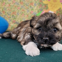 Kaden/Havanese/Male/,Hi, my name is Kaden! I am a little baby that loves kisses and snuggles! I love to sit by the fire with you or romp around outside in the yard. I love playing with my favorite toys and would be glad to share them with you. Believe me when I say that I am the best puppy you will ever meet! I know I will love my forever and family and I cannot wait to meet them. I am so ready to come home! Pick me!