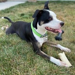 Adopt a dog:Loki fka Oliver/Boxer/Male/Baby,Hi, My name is Loki! 
I'm a 2 1/2 yo boxer mix, who is looking for a forever family. I am house trained, know lots of commands and tricks, and love to play! Other dogs are okay with a proper introduction, but I am a little protective of my toys, so may do best as an only dog in the home. Some of my favorite things are: being around my people, going for walks, playing outside in the yard, and taking car rides. I do alright with kids and new people, as long as they respect my space and take things slow at first. Positive reinforcement, patience, and love will go a long way with me. One interesting fact is I occasionally have seizures, usually brought on by stress, so a quieter home would be best. 
If you are interested in being my forever friend, please apply at: AHeinz57.com
