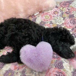 Mini Black Velvet Miniature Poodle Puppies///Younger Than Six Months,Gorgeous Black Velvet Purebred Miniature Poodle Puppies2 Girls Available.These girls are super sweet and friendly, love cuddles 