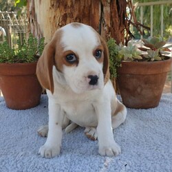 Beaglier female puppies./Beagle//Younger Than Six Months,We have available to a loving pet home. 3 females Born on the 18th of February. There's little girls will be ready for there new home on 15th of April at 8 weeks old.* Bred from DNA tested parents to ensure puppies will never be clinically effected by testable diseases.*Raised on a premium diet for the best start in life.* Microchipped*Wormed to schedule.*First vaccination.*Vet checked*$50 Desexing rebate.*Flea and tick treatment commenced.* Adoption agreement and Warranty.*Scent Blanket.* Can help with delivery on a Date and time to be arranged.AAPDB#16701