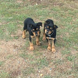 kelpie pup for sale/Australian Kelpie//Younger Than Six Months,Pure bred genuine black and tan Kelpie pups. 8 weeks old. Vet checked,microchipped and vaccinated. Smooth,silky coat. On farm working dogs at WillauraPhone Noel Hunter ******1263 REVEAL_DETAILS 