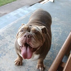 Adopt a dog:British bulldog/British Bulldog//Younger Than Six Months,I'm sending my beautiful lilac tri british bulldog female. She is 3/5 years old she comes with mains paperwork,She newer has a litters.For more information text or call ******8513 REVEAL_DETAILS 