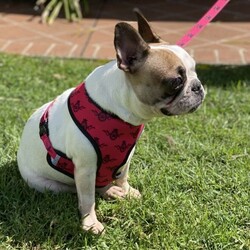 Adopt a dog:Female French bulldog/Other//Older Than Six Months,3yr old female French bulldogSeeking a special home where she can be the only petLoves people and children but not so much other dogs.Not for breeding. she is available to a pet home onlyBIN:0001790915048