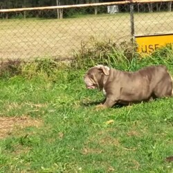 Adopt a dog:British bulldog/British Bulldog//Younger Than Six Months,I'm sending my beautiful lilac tri british bulldog female. She is 3/5 years old she comes with mains paperwork,She newer has a litters.For more information text or call ******8513 REVEAL_DETAILS 