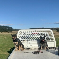 Adopt a dog:Cattle dog x///Younger Than Six Months,One male pup availableMum is a purebred long tail blue cattle dogDad is a pure bred Black and Tan kelpieWorking parents from cattle farm n central west NSWOberonVaccinatedMicrochippedWormedVet checked all goodI am at work all day I cannot answer messages till night timeBig freindly healthy pup,Great with my kids and grand kids.