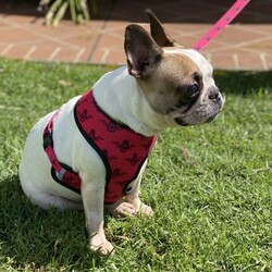 Adopt a dog:Female French bulldog/Other//Older Than Six Months,3yr old female French bulldogSeeking a special home where she can be the only petLoves people and children but not so much other dogs.Not for breeding. she is available to a pet home onlyBIN:0001790915048