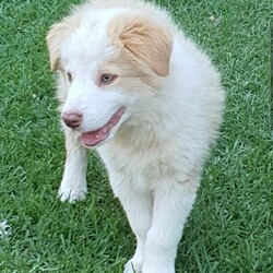 Adopt a dog:Red and White Border collie male./Border Collie//Younger Than Six Months,Border collie puppy, red and white male avaiable. Ready now , transport can be arranged at buyers expence. Both mummay and daddy are much loved family pets . They are both very calm and loving. Great with children, elderly and socialised with farm animals. Parents and puppy may be viewed on request.Puppy has had his vet check, microchipped & had first vaccination.Microchipp number : 985141003410029All feeding and care information will be given in the puppy pack supplied on collecting new bub. More pics can be given on request.