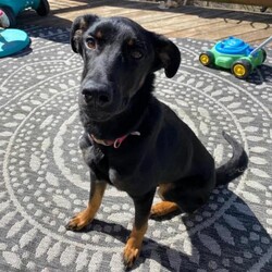 Adopt a dog:Albie/Beauceron/Male/Young,Albie has enjoyed kids and dogs in his foster home. His ideal family would be active with a fenced in yard. He is diabetic and well-managed with insulin.