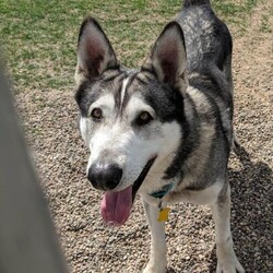 Adopt a dog:Dante fka Hondo/Husky/Male/Adult,Our big, handsome boy, Dante, is looking for a family with a fenced yard, no other animals, and no kids. He loves being outside and walks well on a leash. He loves treats and won't hesitate to take them whenever offered.