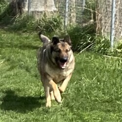 Adopt a dog:Buffy/German Shepherd Dog/Female/Adult,This gal is waiting her forever home. She has some energy and very trainable. Call Don at 515-293-2026.