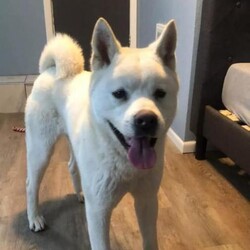 Adopt a dog:Legend/Akita/Male/Adult,Legend loves to play with other dogs. He can be a lot of puppy so submissive dog friends preferred. Likes to leash walk or take runs with his person. Loves to stand up and give hugs. Doing great with potty training in foster home. 

Will need room and time to exercise and play.