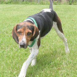 Adopt a dog:Frank/American Foxhound/Male/Adult,- Equal parts playful and cuddly, but can also be independent at times 

- Loves to sniff everything and follow his nose 

- Does not like to share his food or special treats with other dogs (needs to be the only dog in his home right now) 

- Previous family said he has done well at dog parks and loves to play with the other dogs 

- Not a fan of crowds and loud noises, especially thunder 

- Has liked being petted by children he has met, but he hasn't had a lot of experience with kids and may be happiest in a more mature home

- Harness recommended for walks 

The ARL's shelter software requires that we choose a primary breed for our dogs. Visual breed identification in dogs is unreliable, so for most dogs we are only guessing at primary breed. We get to know each dog as an individual and do our best to describe each of our dogs based on personality, not breed label.
 Primary Color: Tri Color Secondary Color: White Weight: 43.5lbs Age: 5yrs 9mths 4wks Animal has been Neutered