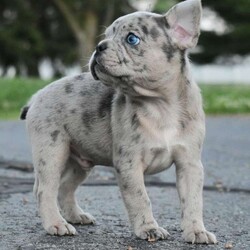 Azul/Male /Male /Frenchton Puppy,Note from the breeder: