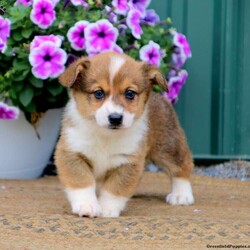 Echo/Male /Male /Pembroke Welsh Corgi Puppy,Echo is a darling Pembroke Welsh Corgi puppy that can’t wait to go on an adventure with you! He is vet checked and up to date on shots and wormer. He can also be registered with the ACA, plus comes with a 6 month genetic health guarantee provided by the breeder. To welcome this puppy into your home please contact Melvin today!