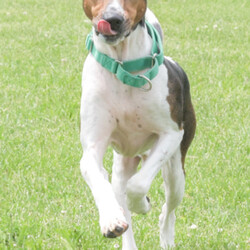 Adopt a dog:Frank/American Foxhound/Male/Adult,- Equal parts playful and cuddly, but can also be independent at times 

- Loves to sniff everything and follow his nose 

- Does not like to share his food or special treats with other dogs (needs to be the only dog in his home right now) 

- Previous family said he has done well at dog parks and loves to play with the other dogs 

- Not a fan of crowds and loud noises, especially thunder 

- Has liked being petted by children he has met, but he hasn't had a lot of experience with kids and may be happiest in a more mature home

- Harness recommended for walks 

The ARL's shelter software requires that we choose a primary breed for our dogs. Visual breed identification in dogs is unreliable, so for most dogs we are only guessing at primary breed. We get to know each dog as an individual and do our best to describe each of our dogs based on personality, not breed label.
 Primary Color: Tri Color Secondary Color: White Weight: 43.5lbs Age: 5yrs 10mths 1wks Animal has been Neutered