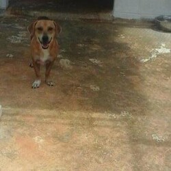 Diggity/Dachshund/Male/Adult Adopt a dog:Diggity/Dachshund/Male/Adult,