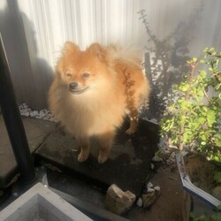 Pomeranian male looking for a new home/Pomeranian//Older Than Six Months,Looking for a new home familyFor more details, text me