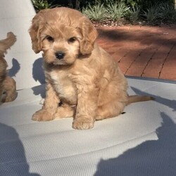 Adopt a dog:Cavoodle Puppies first gender/Other//Younger Than Six Months,We have 6 beautiful Cavoodles for sale ready to go to their beautiful new homes on the 24 -7-21Five boys and one girl are availableBoth pairs are at the premises for viewingthey are beautiful friendly dogs who have been brought up around children both parents are DNA clearedpuppies are very active loving and loves humanAttentionPuppies have had a full veterinary HealthCheck microchips vaccination and wormed every two weeks from birthRegistered breeder with AAPDB 17182Any questions call or text Jason on ******** 924 REVEAL_DETAILS 