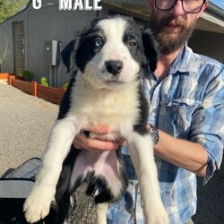Adopt a dog:Border collie puppies/Other//Younger Than Six Months,available now delivery available in Victoriaborn 07/06/218 black and white gorgeous border collie puppies4 boys and 4 girlsMother Arya is full short/medium hair BCDad Sirius is full long haired BCPups will come vaccinated, microchipped and vet checked. Will be used to being around children, cats and other dogs and people. We also get them used to being around waterHappy to do phone calls and video calls and answer everything youd like to know or ask.Courtney900164001880417, 900164001880431, 900164001880428, 900164001880427, 900164001880433, 900164001880425, 900164001880420 ,900164001880422