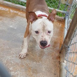 Kapua/Pit Bull Terrier/Male/Adult Adopt a dog:Kapua/Pit Bull Terrier/Male/Adult,