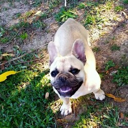 French bulldog/French Bulldog//Older Than Six Months,Purebred entire female French bulldogNo papers friendly with other dogs,people n kidsSelling due to surgery and won't b able to care for her.Not desexed. Please call or msg me on ******9685 as wont be able to reply to all emails REVEAL_DETAILS 