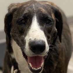 Adopt a dog:HALEY/Mountain Cur/Female/Adult,LOCATED IN CROSSVILLE, CUMBERLAND COUNTY, TN. WE CAN TRANSPORT OUT OF STATE