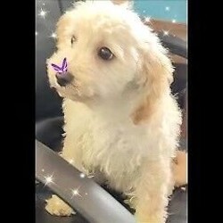 Adopt a dog:Toy poodle x mini poodle puppy///Younger Than Six Months,Toy poodle x mini poodleLast boy leftBeautiful looking pupVaccinated microchipped ready to goRecommend desexing agevis 6 monthsLocated goldcoastBin 0007714189392Rpdba 1537