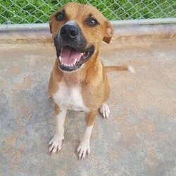 Mina/Pit Bull Terrier/Female/Adult Adopt a dog:Mina/Pit Bull Terrier/Female/Adult,