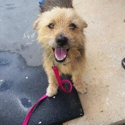Teddy/Terrier/Male/Adult Adopt a dog:Teddy/Terrier/Male/Adult,