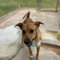 Russet (Molly Mae)/Affenpinscher/Female/Adult Adopt a dog:Russet (Molly Mae)/Affenpinscher/Female/Adult,