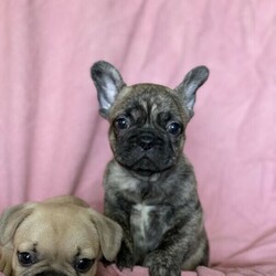 Purebred French bulldogs/French Bulldog//Younger Than Six Months,I have 2 gorgeous boys looking for their new home in 2 weeks time, One fawn and one reverse brindle they have been raised in our home with our family and are wormed every 2 weeks, microchipped, vaccinated and are very healthy boys with nice open airways.Our puppies go to their new homes with all vet work, a puppy pack to help them settle and are registered as pets with the Mdba .If you would like any more info on our babies feel free to get in touch, our puppies are available to view and we can also freight Australia wide at buyers expense.We are registered breeders with MDBAOur member number is 20179