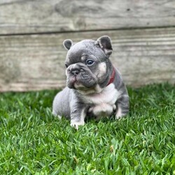 Adopt a dog:French Bulldog puppy/French Bulldog//Younger Than Six Months,