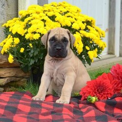 Dallas/Male /Male /English Mastiff Puppy,Here comes Dallas! This adorable English Mastiff puppy is one of a kind and can’t wait to spoil you with love and attention. Dallas is family raised with kids and will always be at your side. He is vet checked and up to date on shots and wormer. He can also be registered with the AKC and comes with a health guarantee provided by the breeder! To welcome this perfect pooch into your home please contact Ben today.
