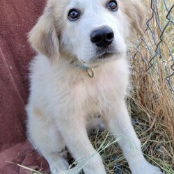 Adopt a dog:Spencer/Great Pyrenees/Male/Baby,Meet Spencer. Born approximately June 2021, he is super cute and sweet and loves everyone he meets. He is inquisitive, bouncy, and fun but also loves to be cuddled.

There is a lot for a puppy to learn so he will need to find a home where someone is very available to him in these early days. He loves the companionship of other animals and requires another dog to act as his mentor as he continues to understand the rules of his new world.

Currently his Foster family is teaching him the difference between his toys and others' prized possessions. This cute little boy is not going to be little for long. Now is the best time to jump in and continue mentoring him. It is going to be so fun watching him fill out and fit into those big paws.

ADOPT HERE: Complete an Adoption Application for your Pyr-fect new family companion at https://gprs.rescuegroups.org/forms/form?formid=6206.

PUPPIES ARE ONLY PLACED IN HOMES WITH YOUTHFUL, PLAYFUL RESIDENT DOGS WHO ARE AT LEAST 50 POUNDS.

Our requirements for puppy adoptions are simple and necessary.

	Our puppies are not livestock guardians, they are family pets that live inside of the family home.
	Puppies must be placed in homes with a youthful, adult resident dog of similar size. This gives the puppy a mentor and a solid foundation for becoming part of the family.
	Puppies are only adopted to homes with someone at home at least part of the day. If no one is home for 6-8 hours at a time, please do not apply.
	Preference is always given to those with Great Pyrenees experience.
	Applicants must have secure, visible fencing and a socialization plan in place.
	The fastest way to be considered for a puppy is to fill out an application. Adoption is not first come, first served. GPRS and its fosters work diligently to find the right fit for each and every unique dog and puppy.
	Applicant's personal pets must be current on vaccines & heartworm/flea prevention and be altered.

Adoption fee: $450 (Adoption fee includes spay/neuter, heartworm test, rabies, distemper, parvo and health certificate for travel). Northwest adopters pay the cost of transport to independent transport service ($225).

GPRS has proudly placed thousands of Great Pyrenees and GP mixes in the PNW for over a decade. Our volunteers have over 100 years combined experience fostering, screening, and placing this majestic breed into loving, forever homes. When adopting from us, you can rest assured that we provide life-long support and advice when it comes to your new family member. As always, our purpose is to find the best match for every unique dog that comes through our doors. Taking the time to find the right fit comes first and foremost at the Great Pyrenees Rescue Society. If you are interested in adopting, please take the time, and apply. You will see firsthand how much care, attention and love goes into the process, when you are guided a personal screener. This is why we have people come back again and again for their next family member! See all our dogs, fill out an application and discover why we are the BEST at placing the right dog in the right home! https://gprs.rescuegroups.org/.

ADOPTION, FOSTERING, AND DONATIONS are just some of the ways you can help a rescued dog. We have worked hard to cultivate a large network of volunteers to save this majestic breed. While monetary donations are always much appreciated, you can also help by donating your time as a GPRS foster or volunteer.

FOSTER HERE: Apply to foster at dog at https://gprs.rescuegroups.org/forms/form?formid=6281 .

VOLUNTEER HERE: Let us know your interests in helping our Pyr friends at https://gprs.rescuegroups.org/forms/form?formid=6272.