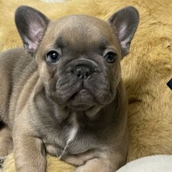 French Bulldog Puppies/French Bulldog//Younger Than Six Months,Date of Birth - 30th August 2021Available on - 25th October 2021PRESENTINGChardonnay - Fawn sable girlSauvignon - Blue fawn girlABOUT USWe are a small breeder focusing on quality dogs. With Hungarian blood linked, our dogs are of the highest quality with body true to type - short and compact. Both parents are DNA cleared ensuring a sound and healthy pup.All our puppies are raised in our home taking part in our daily life with children and other pets so are well socialised.Our puppies have begun their crate training and are house trained to puppy pads.MDBA registered breeder ID # 20173BIN # 008179752700WHERE TO FIND USTamborine Mountain, QLDFacebook: Limco French BulldogsPUPPIESYour new baby will come:VaccinatedWormedVet checkedMicrochippedPuppy packDNA tested - pendingNo matter how little money and how few possessions you own, having a Frenchie makes you rich.