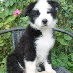 Border Collie Puppies/Border Collie//Younger Than Six Months,Pure bred Border Collie pups ready to go to new homes now. Puppies are 12 weeks old ready for training and bonding with their new family. Mother is Tri-colour double coat and Father is Black and white long coat, both pure bred.Male 1 Black and White $2400Male 2 Black and White $2400Female Australian Red and White $4400Pups raised on our property alongside children, chickens, cattle and a cat.They are microchipped, vaccinated, wormed, tick preventative applied and treated for heartworm and internal parasitesPlease call me on ******** 372 as Im off grid and dont use the internet much REVEAL_DETAILS 
