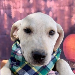 Puppies/Labrador Retriever/Female/Baby