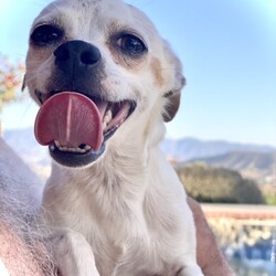 Adopt a dog:Dobby The House Elf/Pug/Male/Young,Adopt Dobby! 2y, NM, Chug (Chihuahua + Pug) blend, 9 lbs, full grown . All shots, chipped, crate trained at night.  Apply:  KenMarRescue.org

This house elf will keep you company rain or shine.

Dobby gets along with other small gentle dogs and enjoys meeting new friends. A little shy at first, once he knows you, he will show you his sweet personality.

His favorite pastimes are chilling in the shade, going in the car for an adventure or cooling down on the pool steps as long as you are there to supervise.

Dobby is small so you can easily take him anywhere. 

His charm and magic is in bringing a sense of peace, calm and serenity wherever he goes. 

Dobby lives life in the “zen” zone. 

Dobby would make any family a lucky one.

Dobby has super powers, he is able to leap 5ft walls in a single bound, so a secured yard with a 6ft (or more) secured perimeter would be the option for this little, winged, fur-angel.

Dobby is also an escape artist so that's probably how he ended up in this predicament to begin with.  An experienced, active and patient family is what Dobby needs to thrive.