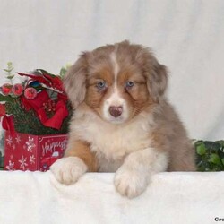 Twila/Australian Shepherd/Female /8 Weeks,Here comes Twila! This adorable Australian Shepherd puppy is one of a kind and can’t wait to spoil you with love and attention. Twila is family raised with children and will always be at your side. She is vet checked, up to date on shots and wormer, plus comes with a 30 day health guarantee provided by the breeder. To welcome this perfect pooch into your home please contact Jacob & Susan today!