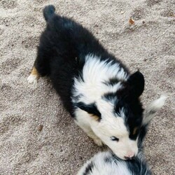 Australian Shepherd Female Black Tri Puppy Milkshake/Australian Shepherd Dog//Younger Than Six Months,“Milkshake” Female Black Tri Mismarked full tail (Usually marked) (Available)“Cookies And Cream Litter“Born 20/10/2021 – Pick up at 8 weeks 16/12/2021Or transport to Depo Perth on the 16/12/2021 for flights over east.Dam -Zenderland Fleur “AKA Fanta Red Tri NBT - DNA clear - Hips and Elbow Score 5Sire -Zenderland Blueberry “AKA” Blue – Blue Merle with Full tail – DNA Clear – Hip and Elbow Score 2“Milkshake” Female Black Tri Mismarked full tail (Usually marked) (Available)We strive to breed excellent temperaments, Great bone, substance, wonderful movement, and stunning heads. From fully tested parents.Puppies are well socialized, raised in our home on our farm with livestock, Miniature horses, Goats, and other dogs. They are wormed, microchipped, vaccinated, puppy pack, All Companion pet pups will be on the Limited Register. Dog West WA (Which means not for breeding or showing). But can compete in all other discipline’s obedience, herding etcTo apply for a puppy FIRST need email for a questionnaire and Details at pix******@******com thankyou REVEAL_DETAILS WE ARE IN THE Margaret River AREA Western AustraliaDogswest Membership Number 6100036049