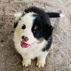 Australian Shepherd Female Black Tri Puppy Milkshake/Australian Shepherd Dog//Younger Than Six Months,“Milkshake” Female Black Tri Mismarked full tail (Usually marked) (Available)“Cookies And Cream Litter“Born 20/10/2021 – Pick up at 8 weeks 16/12/2021Or transport to Depo Perth on the 16/12/2021 for flights over east.Dam -Zenderland Fleur “AKA Fanta Red Tri NBT - DNA clear - Hips and Elbow Score 5Sire -Zenderland Blueberry “AKA” Blue – Blue Merle with Full tail – DNA Clear – Hip and Elbow Score 2“Milkshake” Female Black Tri Mismarked full tail (Usually marked) (Available)We strive to breed excellent temperaments, Great bone, substance, wonderful movement, and stunning heads. From fully tested parents.Puppies are well socialized, raised in our home on our farm with livestock, Miniature horses, Goats, and other dogs. They are wormed, microchipped, vaccinated, puppy pack, All Companion pet pups will be on the Limited Register. Dog West WA (Which means not for breeding or showing). But can compete in all other discipline’s obedience, herding etcTo apply for a puppy FIRST need email for a questionnaire and Details at pix******@******com thankyou REVEAL_DETAILS WE ARE IN THE Margaret River AREA Western AustraliaDogswest Membership Number 6100036049