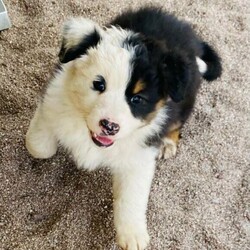 Australian Shepherd Female Black Tri Puppy Milkshake/Australian Shepherd Dog//Younger Than Six Months,“Milkshake” Female Black Tri Mismarked full tail (Usually marked) (Available)“Cookies And Cream Litter“Born 20/10/2021 – Pick up at 8 weeks 16/12/2021Or transport to Depo Perth on the 16/12/2021 for flights over east.Dam -Zenderland Fleur “AKA Fanta Red Tri NBT - DNA clear - Hips and Elbow Score 5Sire -Zenderland Blueberry “AKA” Blue – Blue Merle with Full tail – DNA Clear – Hip and Elbow Score 2“Milkshake” Female Black Tri Mismarked full tail (Usually marked) (Available)We strive to breed excellent temperaments, Great bone, substance, wonderful movement, and stunning heads. From fully tested parents.Puppies are well socialized, raised in our home on our farm with livestock, Miniature horses, Goats, and other dogs. They are wormed, microchipped, vaccinated, puppy pack, All Companion pet pups will be on the Limited Register. Dog West WA (Which means not for breeding or showing). But can compete in all other discipline’s obedience, herding etcTo apply for a puppy FIRST need email for a questionnaire and Details at pix******@******com thankyou REVEAL_DETAILS WE ARE IN THE Margaret River AREA Western AustraliaDogswest Membership Number 6100036049