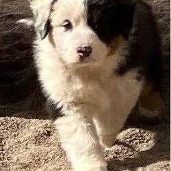 Australian Shepherd Female Black Tri Puppy Milkshake/Australian Shepherd Dog//Younger Than Six Months,“Milkshake” Female Black Tri Mismarked full tail (Usually marked) (Available)“Cookies And Cream Litter“Born 20/10/2021 – Pick up at 8 weeks 16/12/2021Or transport to Depo Perth on the 16/12/2021 for flights over east.Dam -Zenderland Fleur “AKA Fanta Red Tri NBT - DNA clear - Hips and Elbow Score 5Sire -Zenderland Blueberry “AKA” Blue – Blue Merle with Full tail – DNA Clear – Hip and Elbow Score 2“Milkshake” Female Black Tri Mismarked full tail (Usually marked) (Available)We strive to breed excellent temperaments, Great bone, substance, wonderful movement, and stunning heads. From fully tested parents.Puppies are well socialized, raised in our home on our farm with livestock, Miniature horses, Goats, and other dogs. They are wormed, microchipped, vaccinated, puppy pack, All Companion pet pups will be on the Limited Register. Dog West WA (Which means not for breeding or showing). But can compete in all other discipline’s obedience, herding etcTo apply for a puppy FIRST need email for a questionnaire and Details at pix******@******com thankyou REVEAL_DETAILS WE ARE IN THE Margaret River AREA Western AustraliaDogswest Membership Number 6100036049